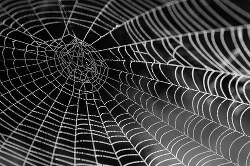 Detail Spider Web Background Images Nomer 12