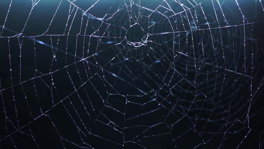 Detail Spider Web Background Images Nomer 15
