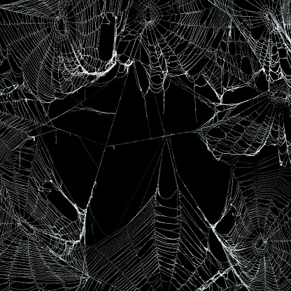 Detail Spider Web Background Images Nomer 17
