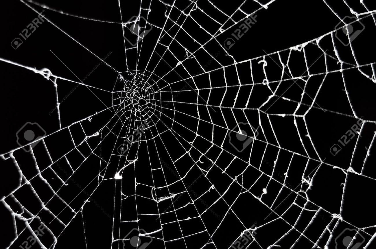 Detail Spider Web Background Images Nomer 18