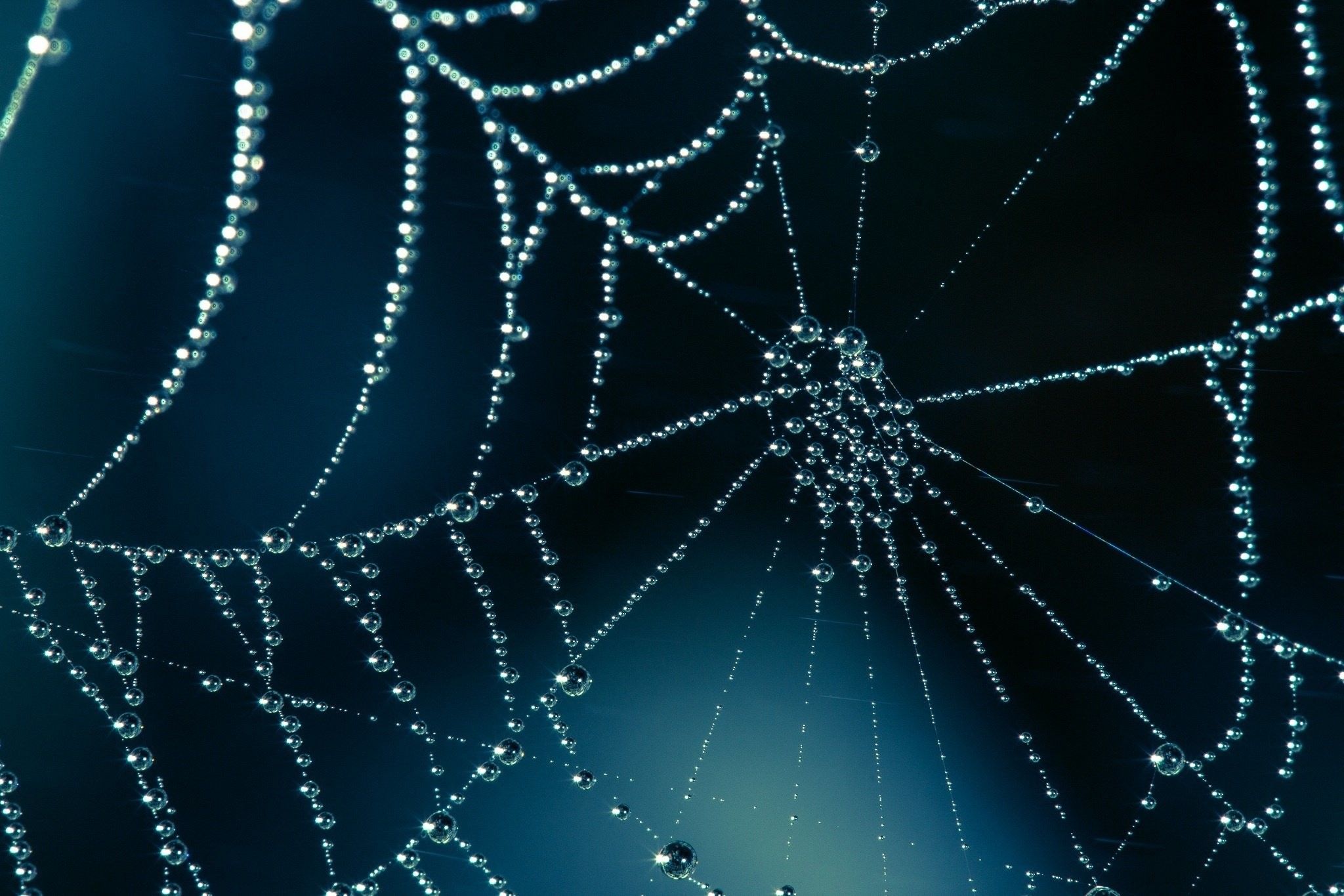 Detail Spider Web Background Images Nomer 19