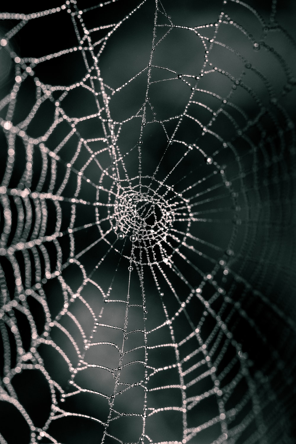Detail Spider Web Background Images Nomer 4