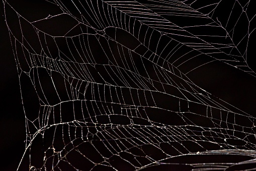 Detail Spider Web Background Images Nomer 27