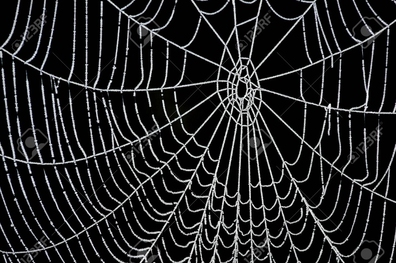 Detail Spider Web Background Images Nomer 28