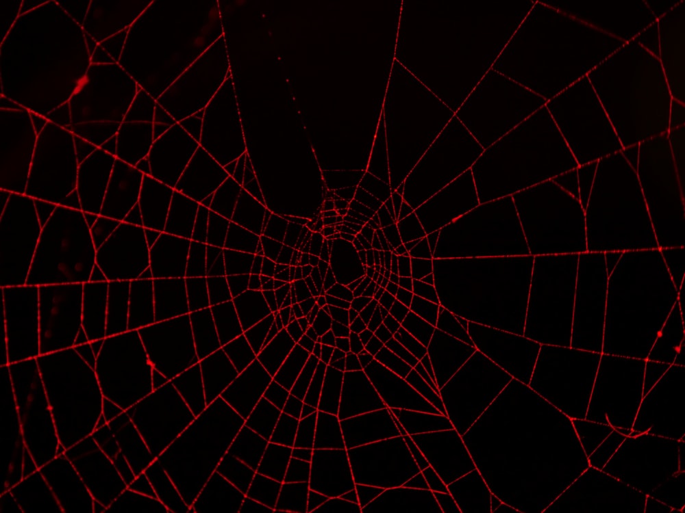 Detail Spider Web Background Images Nomer 31