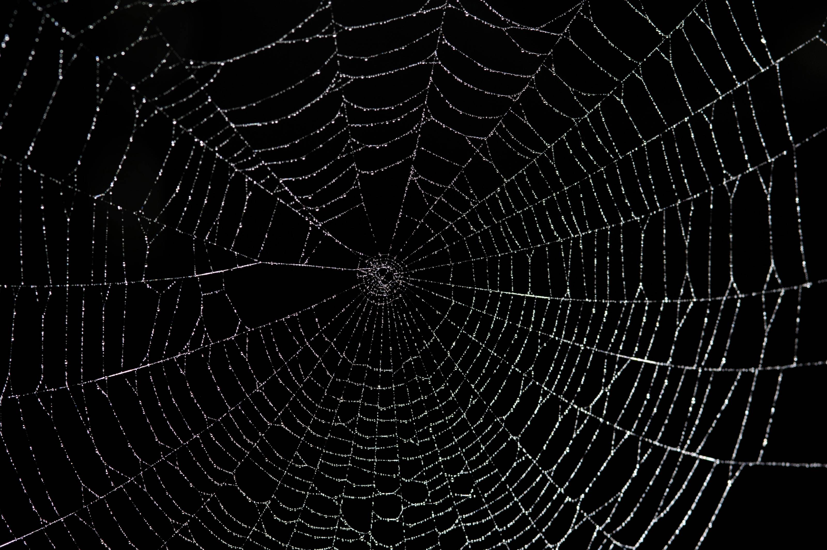 Detail Spider Web Background Images Nomer 5