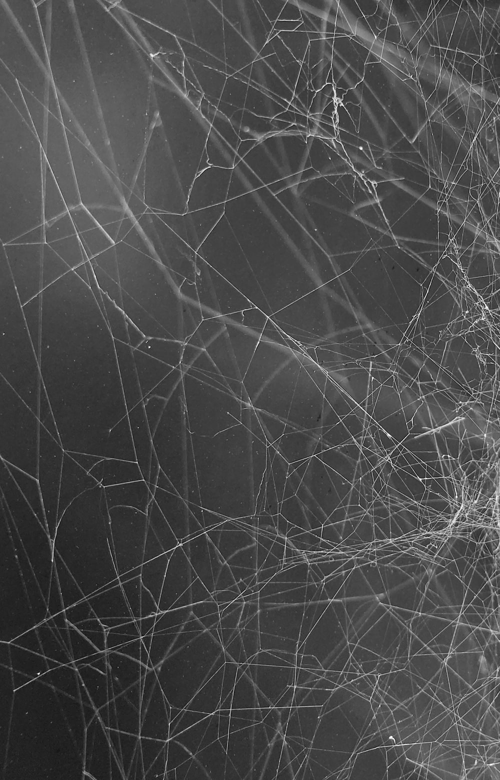 Detail Spider Web Background Images Nomer 41