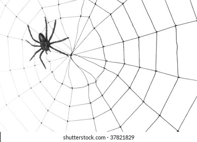 Detail Spider Web Background Images Nomer 44
