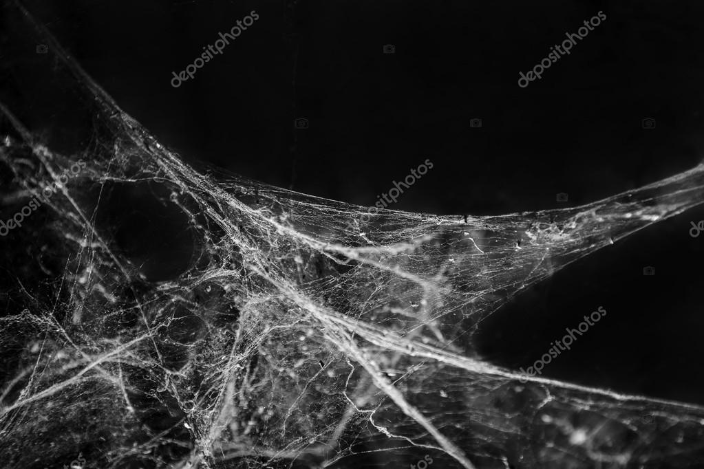 Detail Spider Web Background Images Nomer 47