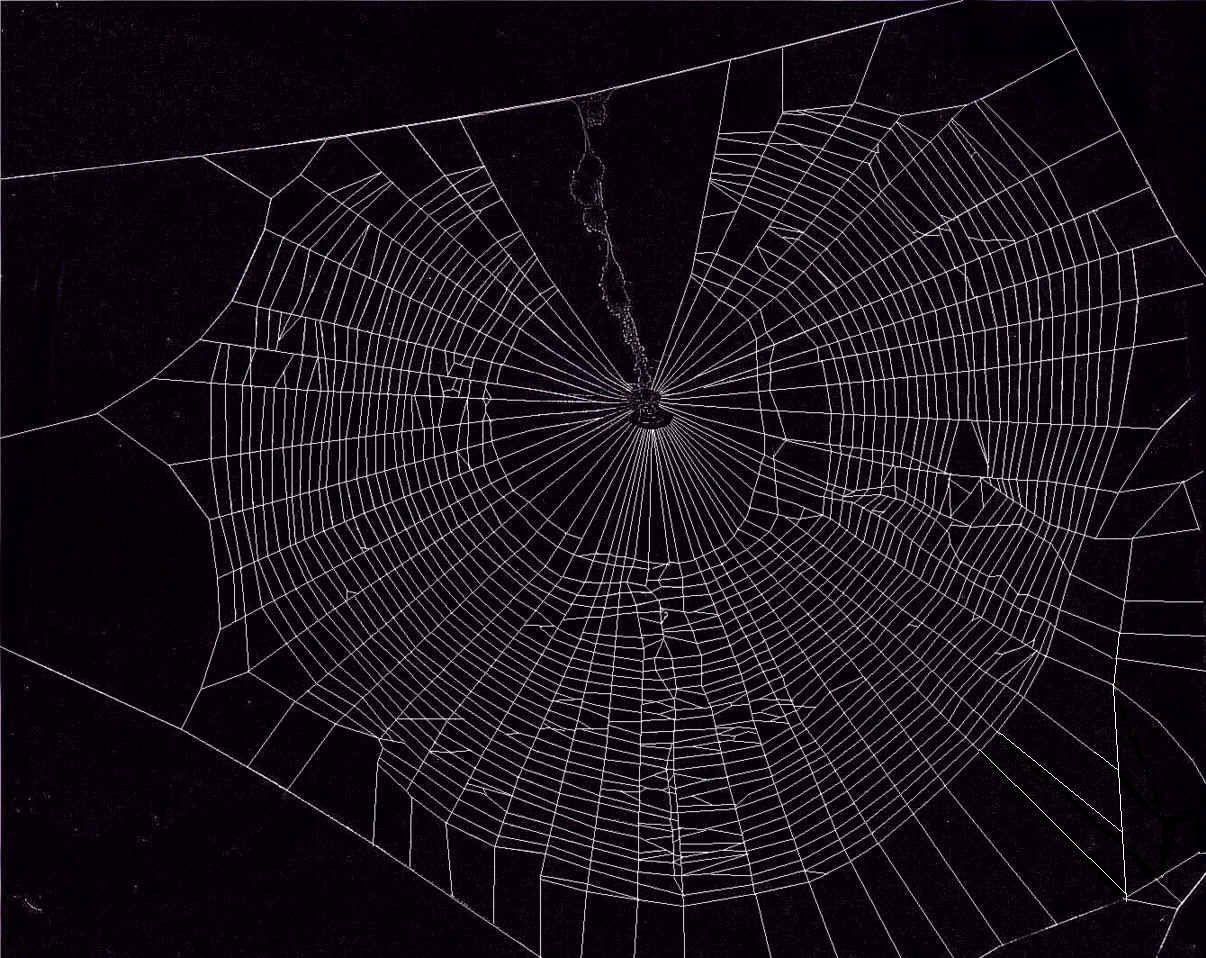 Detail Spider Web Background Images Nomer 48