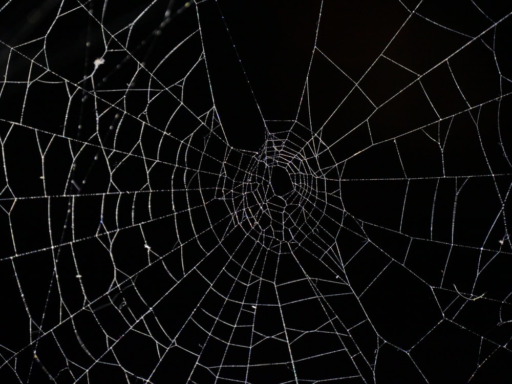 Detail Spider Web Background Images Nomer 9