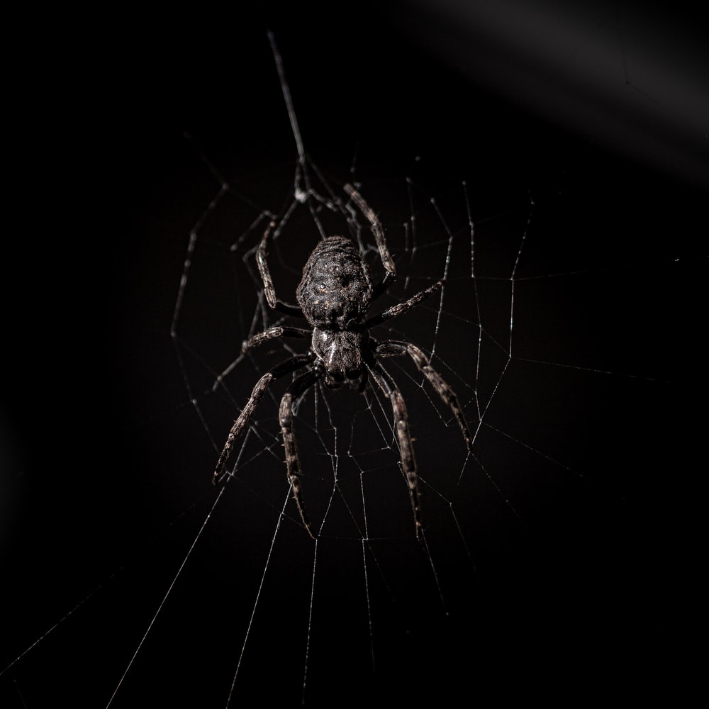 Detail Spiders Hd Nomer 27