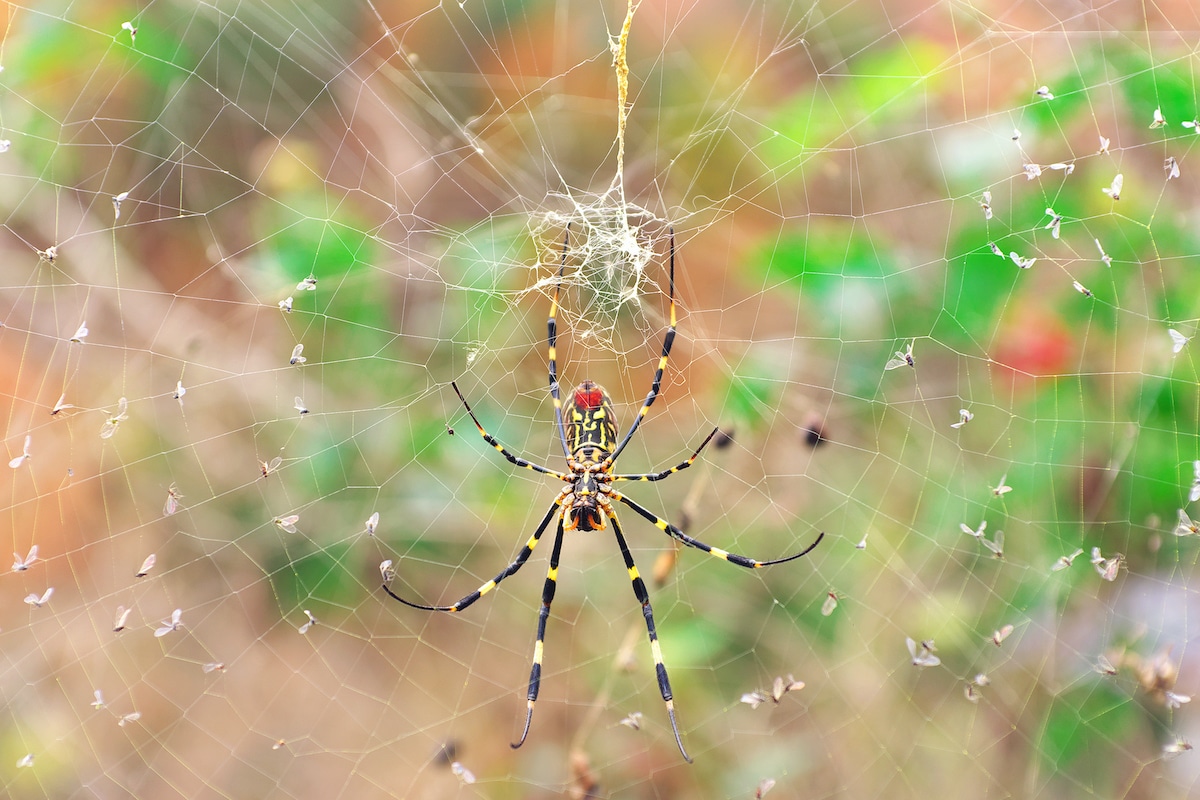 Detail Spiders Hd Nomer 33