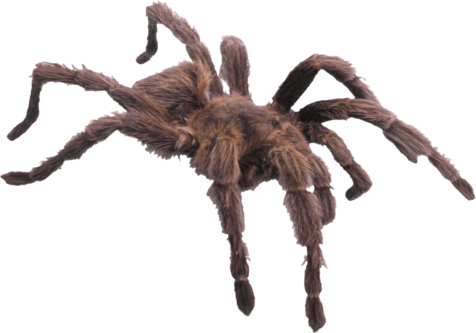 Detail Spiders Png Nomer 40