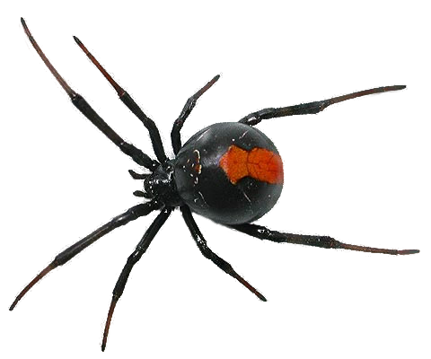 Detail Spiders Png Nomer 7