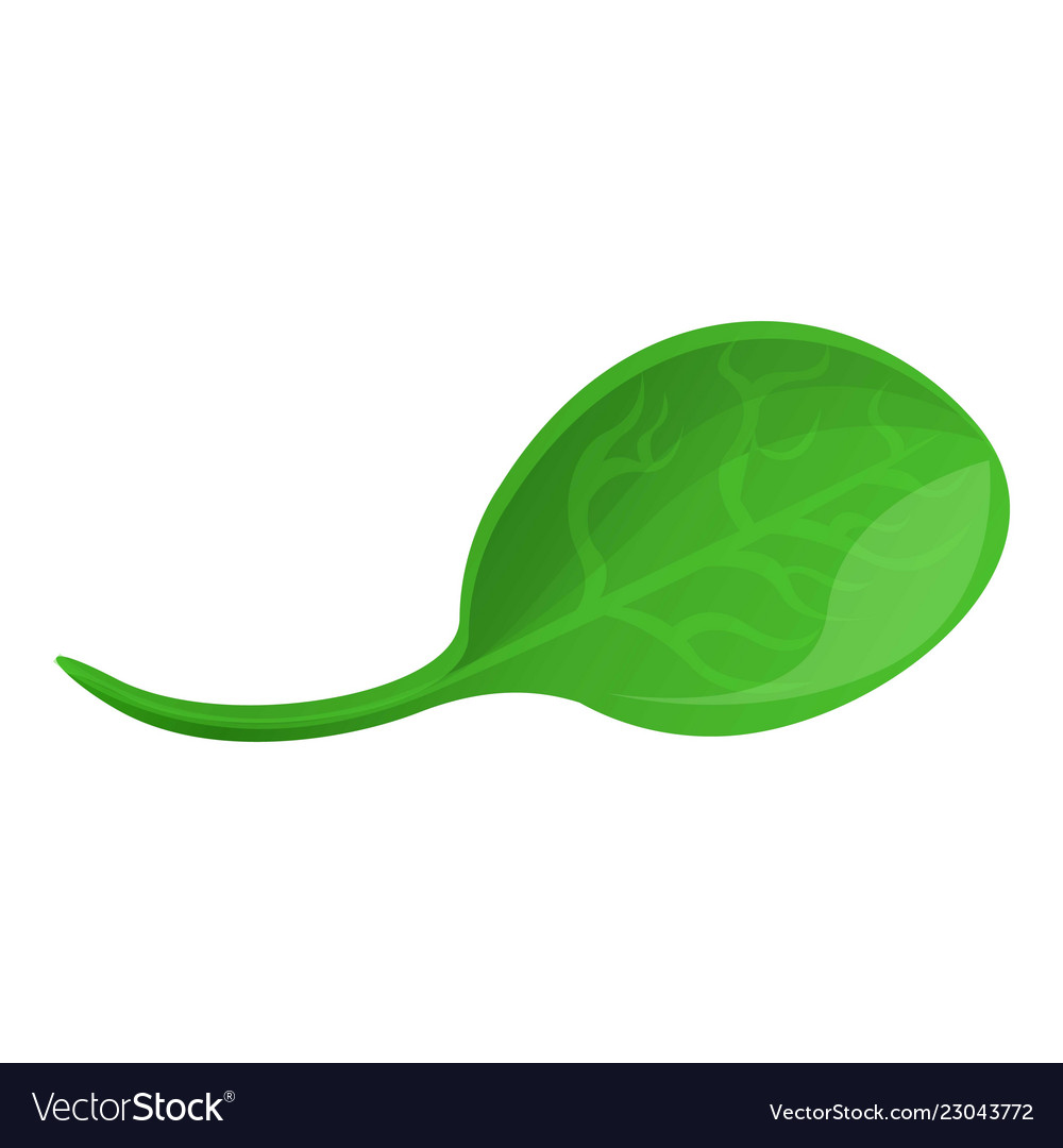 Detail Spinach Cartoon Png Nomer 20