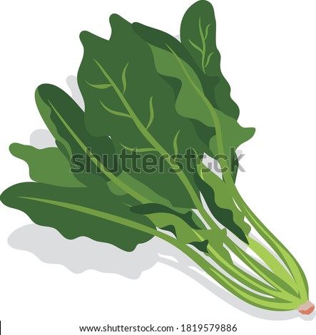 Detail Spinach Cartoon Png Nomer 48