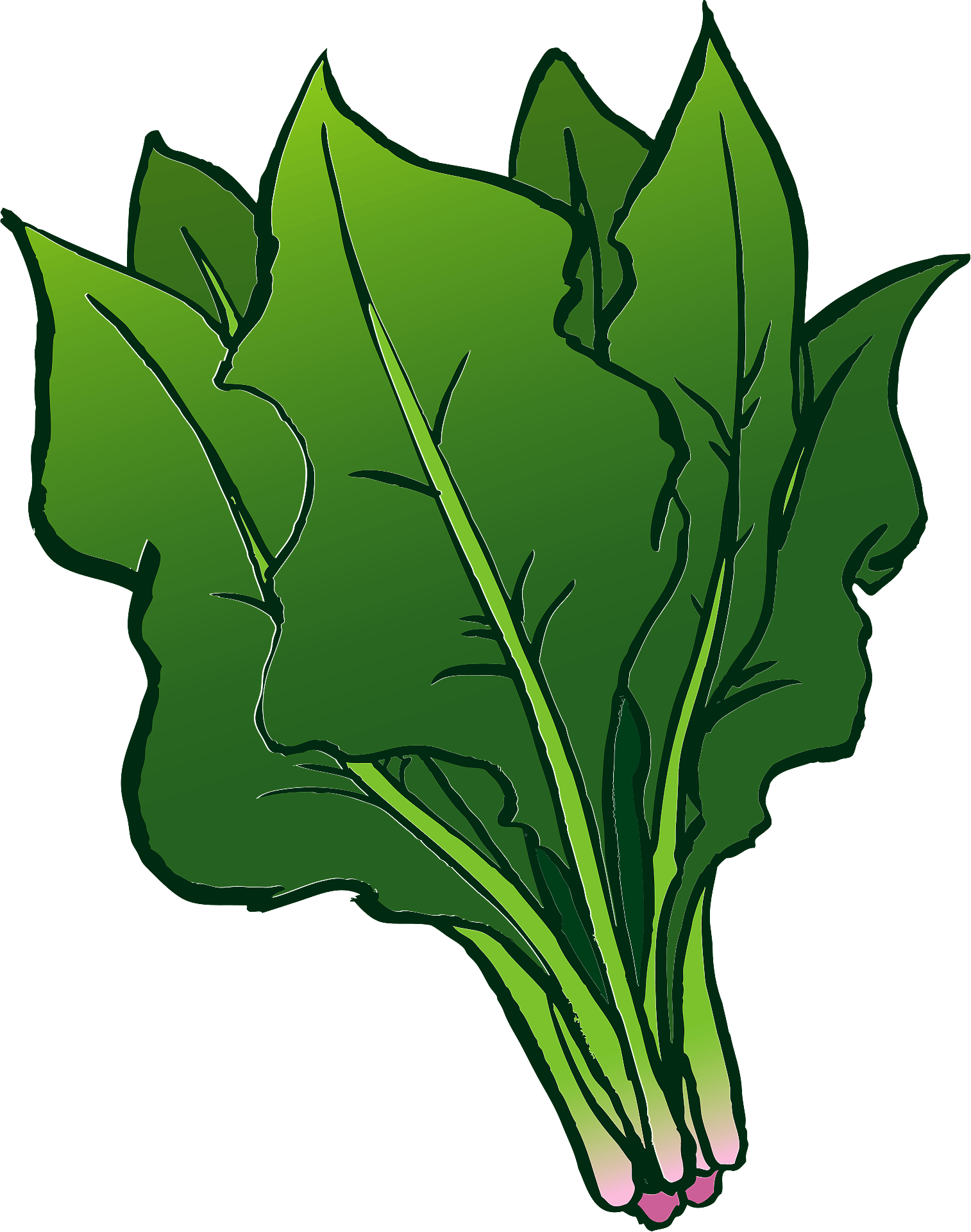 Detail Spinach Clipart Nomer 12