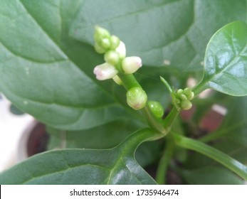 Spinach Flowers Images - KibrisPDR