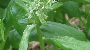 Detail Spinach Flowers Images Nomer 29