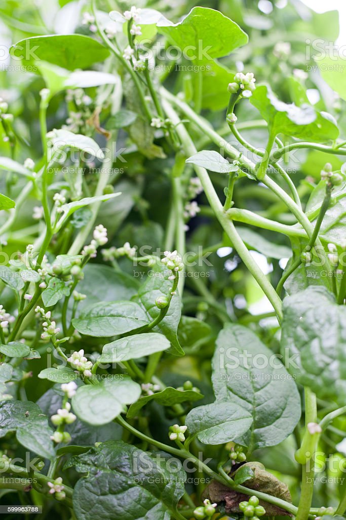 Detail Spinach Flowers Images Nomer 32