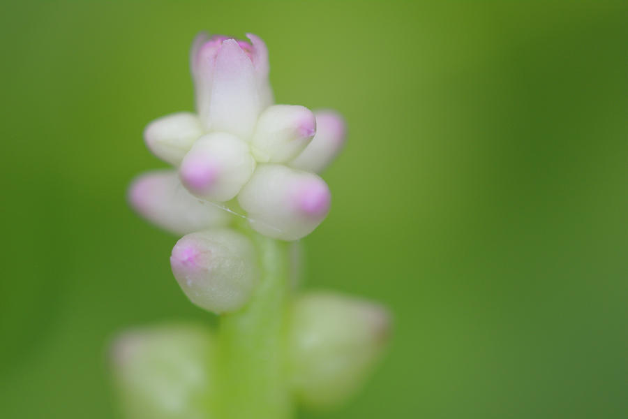 Detail Spinach Flowers Images Nomer 42