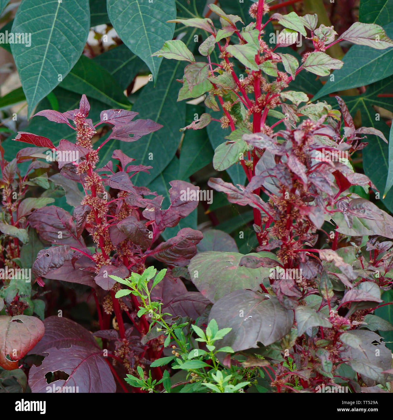 Detail Spinach Flowers Images Nomer 44