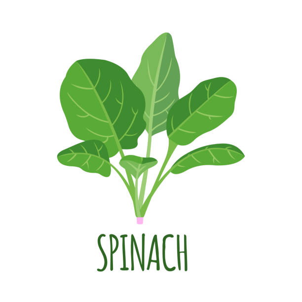 Detail Spinach Images Nomer 34