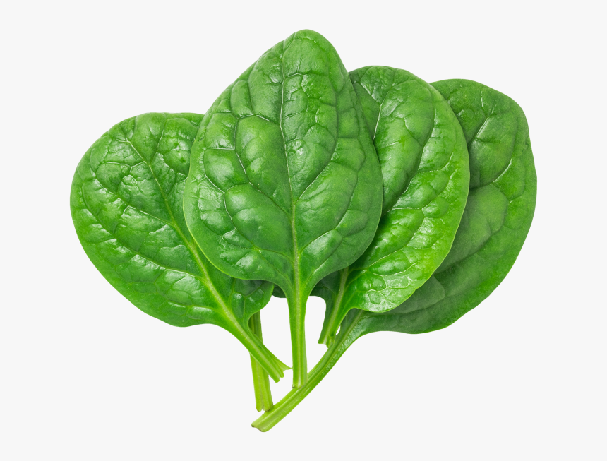 Detail Spinach Leaf Image Nomer 15