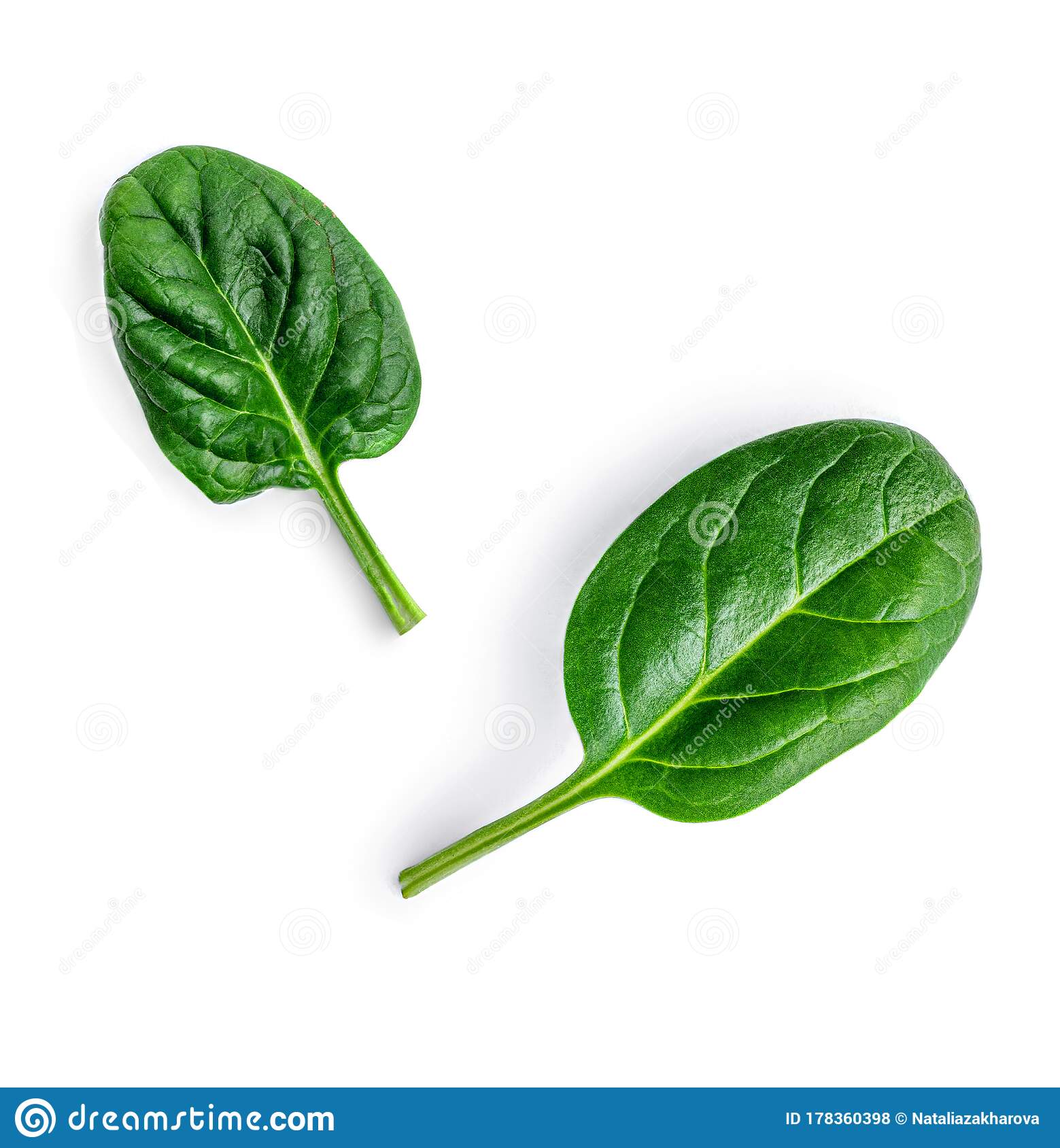 Detail Spinach Leaf Image Nomer 17