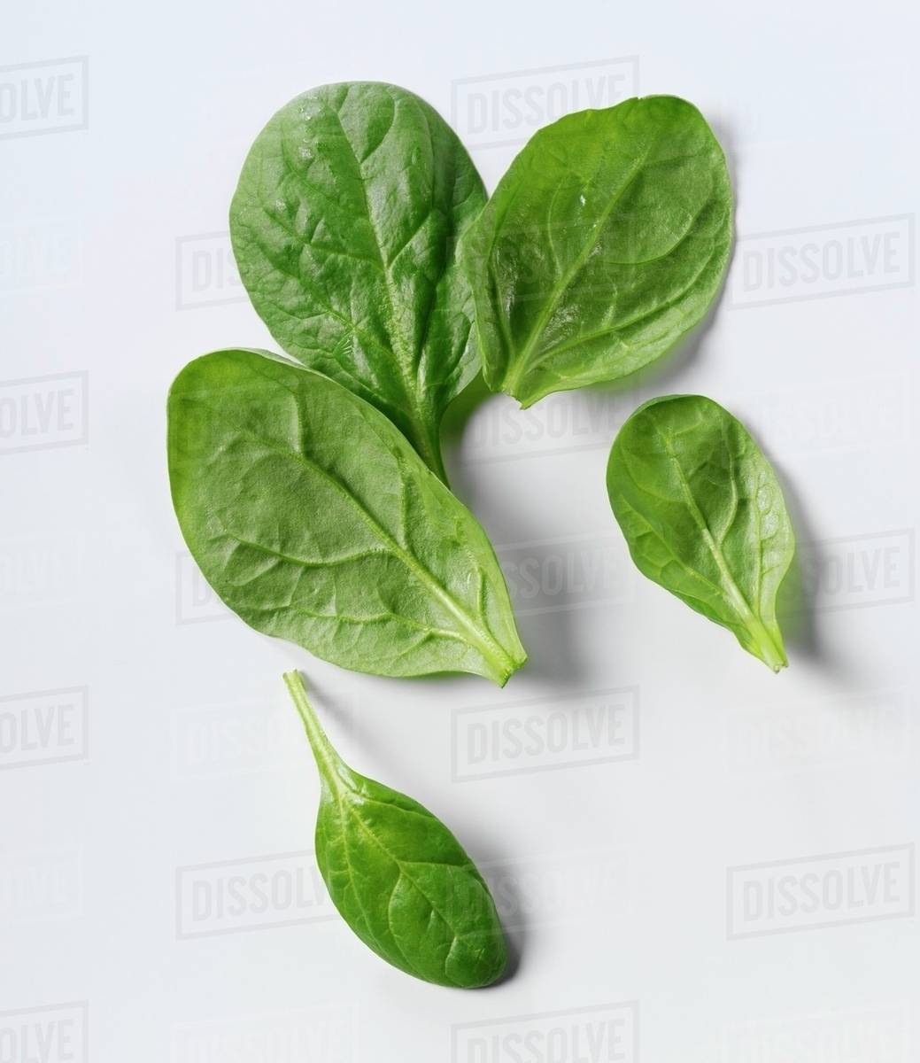 Detail Spinach Leaf Image Nomer 19