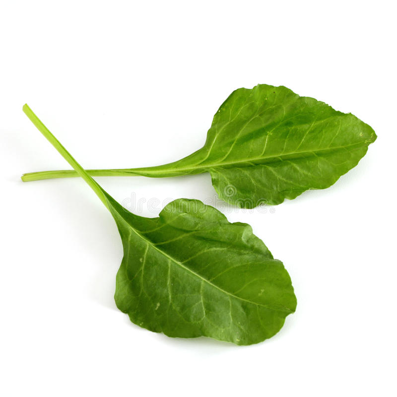 Download Spinach Leaf Image Nomer 31