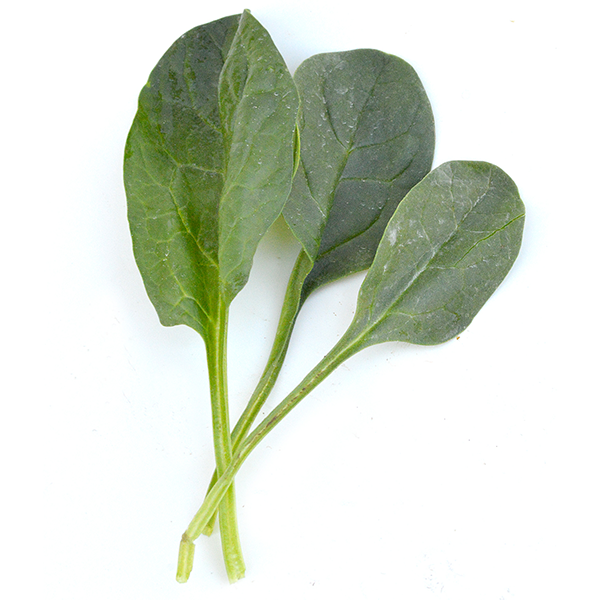 Detail Spinach Leaf Image Nomer 34