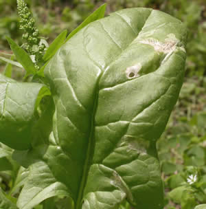 Detail Spinach Leaf Image Nomer 39
