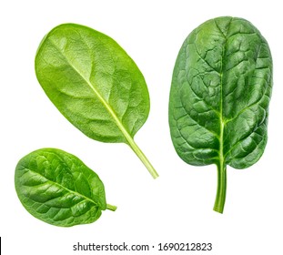 Detail Spinach Leaf Image Nomer 40