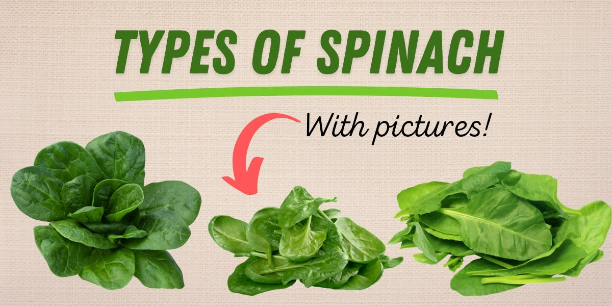 Download Spinach Leaf Image Nomer 44