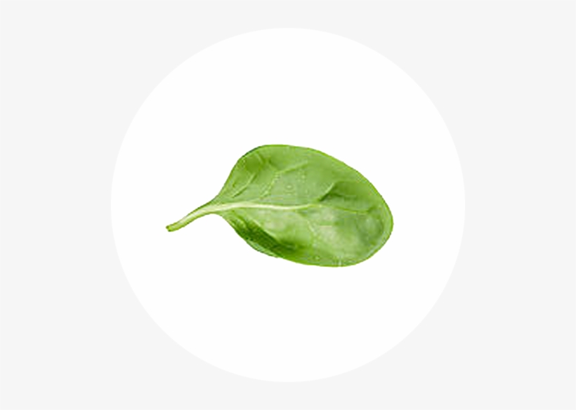 Detail Spinach Leaf Image Nomer 47