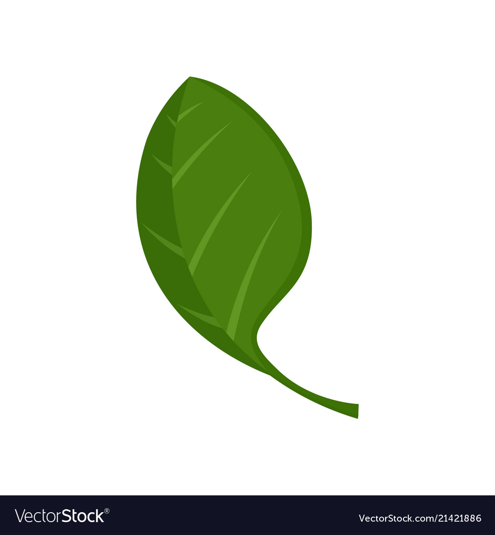 Detail Spinach Leaf Image Nomer 53