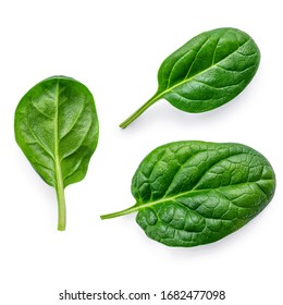 Detail Spinach Pic Nomer 9