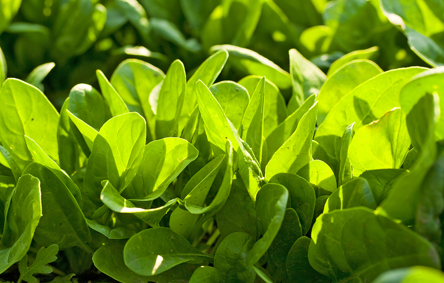 Detail Spinach Plant Image Nomer 20