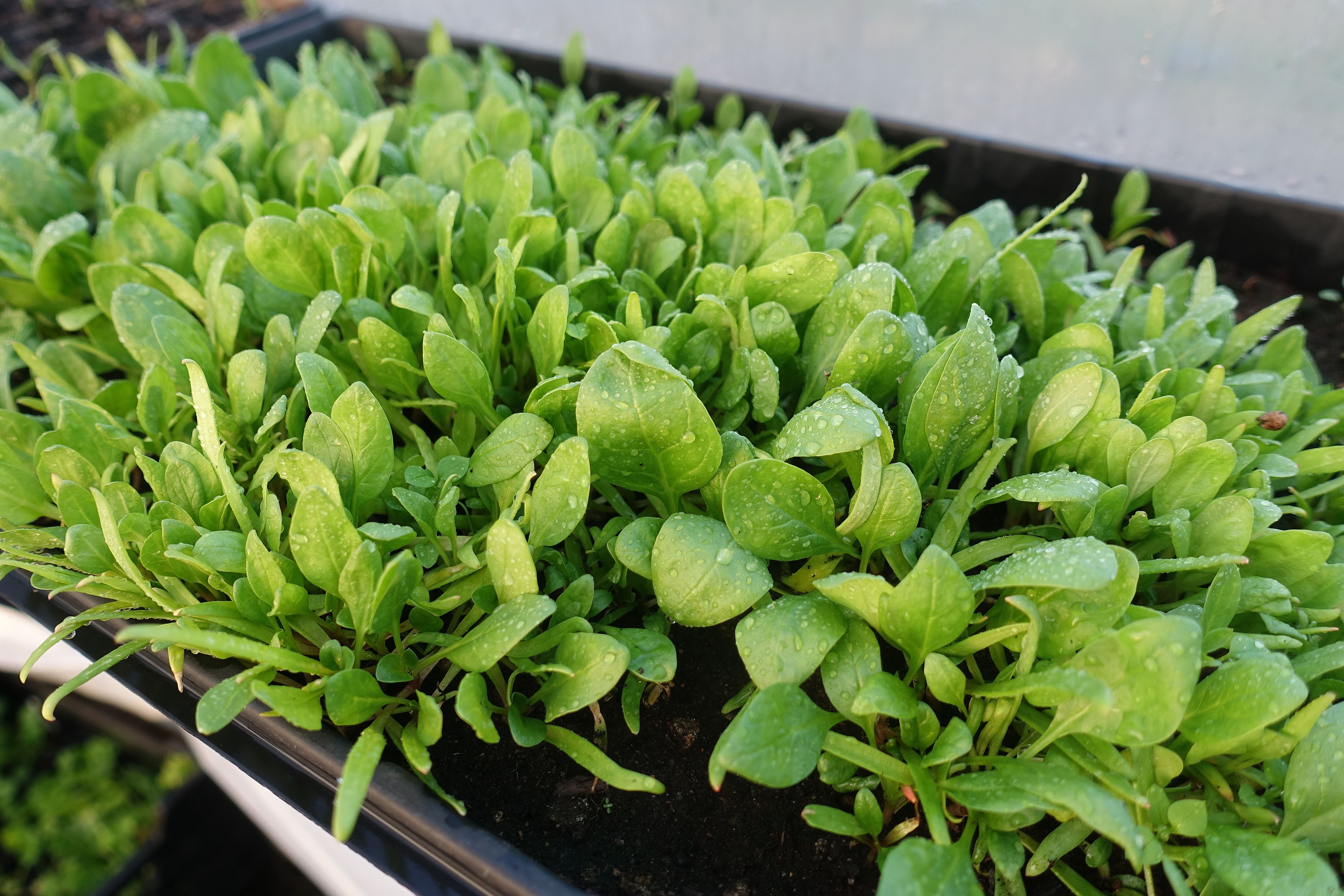 Detail Spinach Plant Image Nomer 21