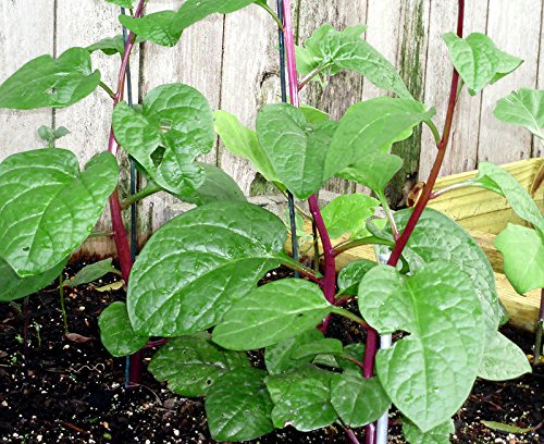 Detail Spinach Plant Image Nomer 25