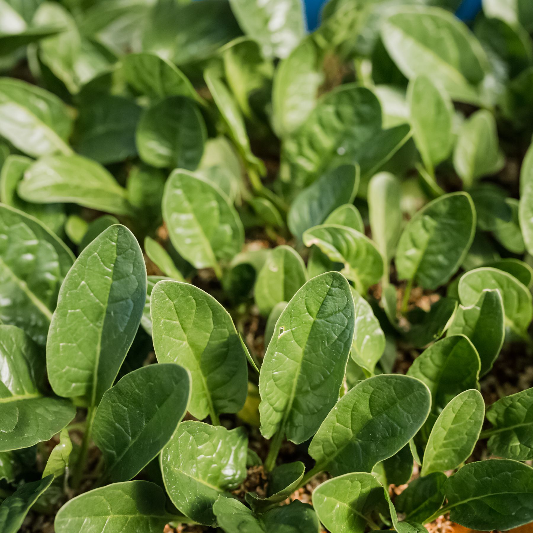 Detail Spinach Plant Image Nomer 41