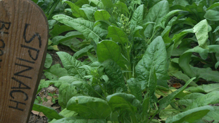 Detail Spinach Plant Image Nomer 48