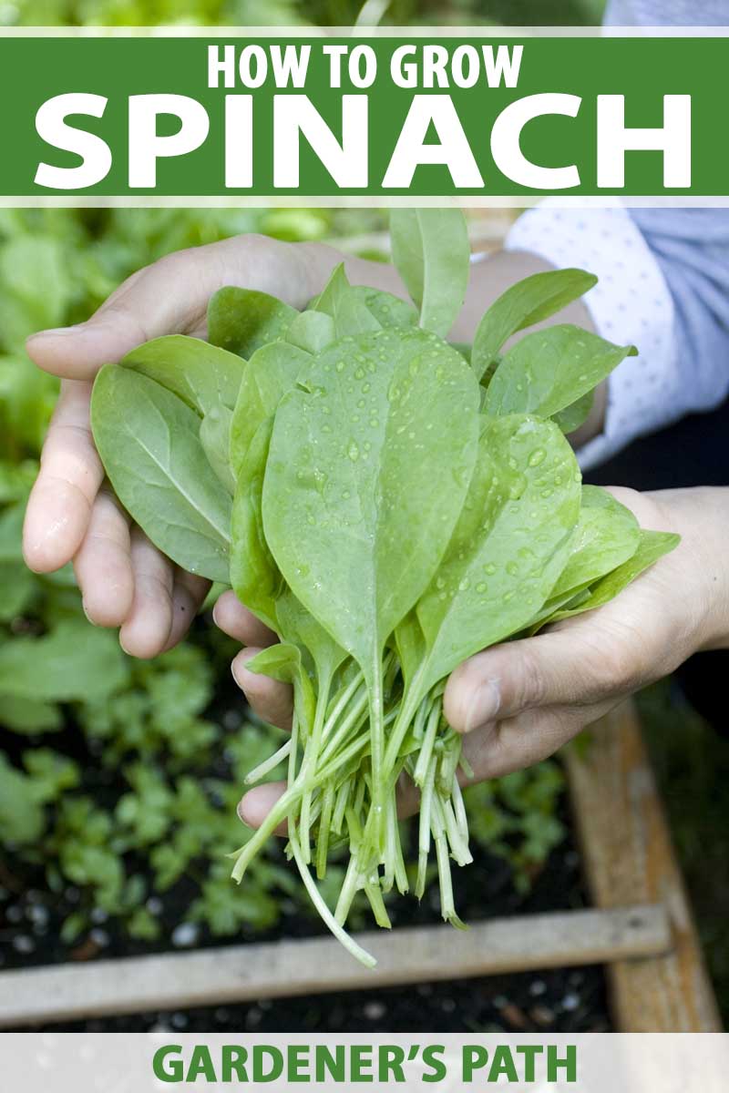 Detail Spinach Plant Image Nomer 6