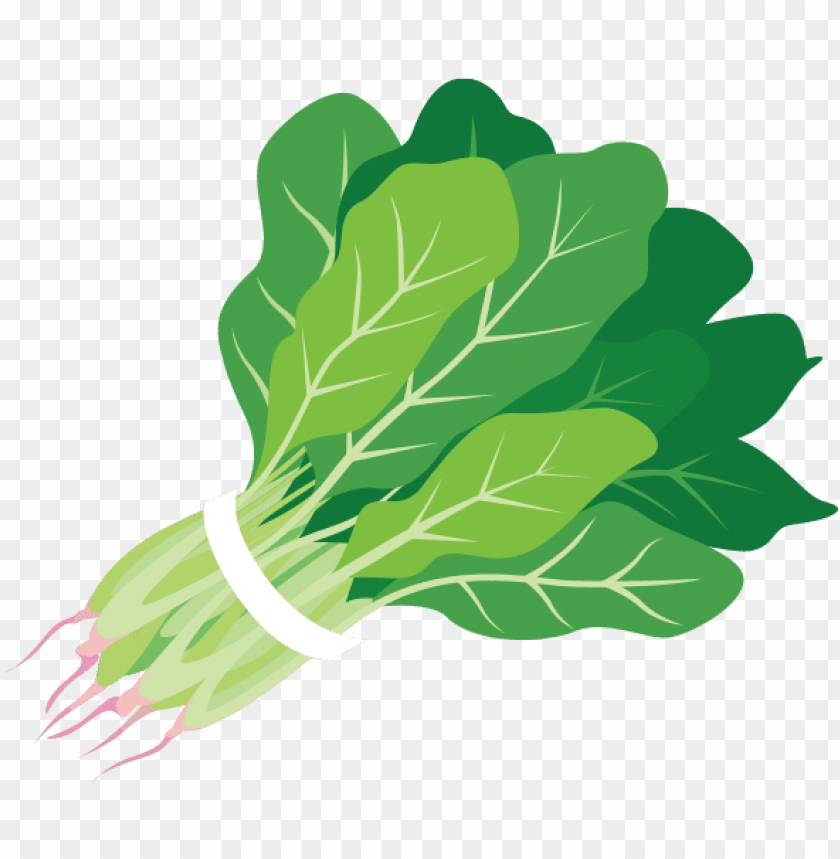 Detail Spinach Png Nomer 18