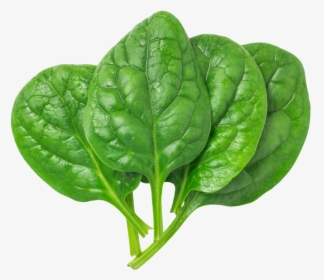 Detail Spinach Png Nomer 3