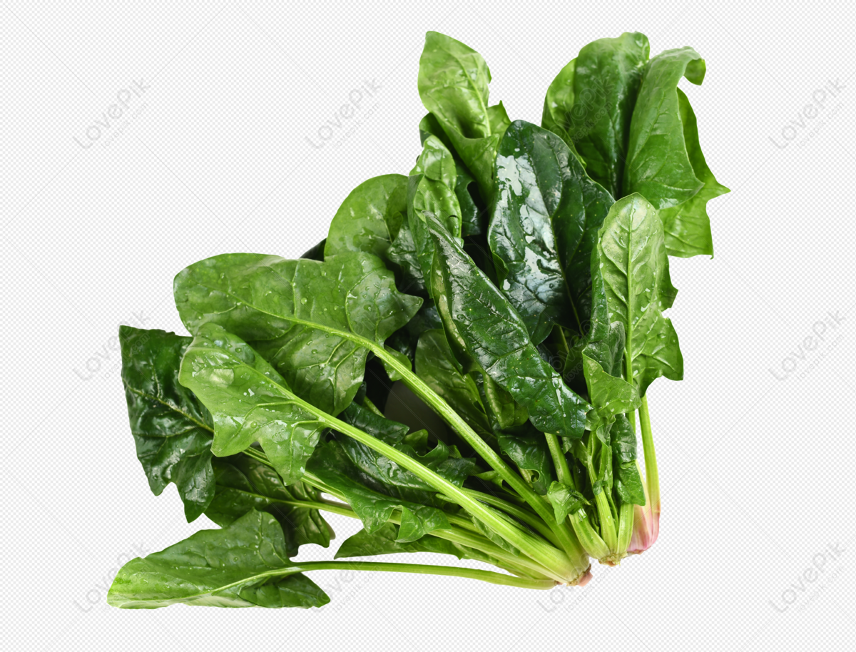 Detail Spinach Png Nomer 31