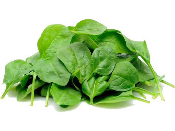 Detail Spinach Png Nomer 5