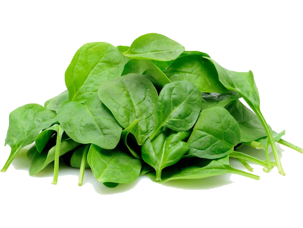 Spinach Transparent - KibrisPDR